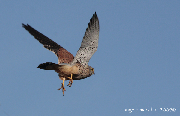 Gheppio leggero involo